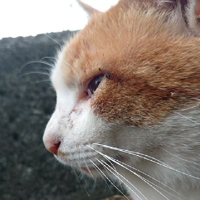 あっからみんみんぜみさんのプロフィール画像