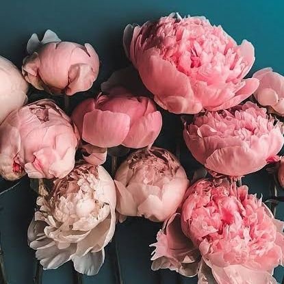 peonyinherself's profile picture. 