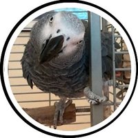 🦉ᖴIGᘔET νση ᑭᑌᗪᗪIᑎG ɬɧɛ ᑕOᑎᖴᑌᔕEᗪ (Parroty Acct)🦜(@Figzet) 's Twitter Profile Photo