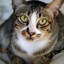 Shea Lewis (Merlin🔮🧙) - @lewis_shea54382 - Twitter