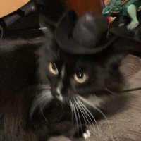 annabelle ⨂ (@cowboylikemerls) 's Twitter Profile Photo annabelle ⨂ (@cowboylikemerls) 's Twitter Profile Photo