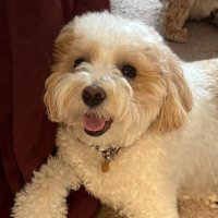 Pummy (@pummyow) 's Twitter Profile