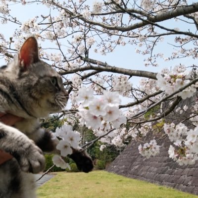 #Xは両親への生存報告☺️ #ハチワレは世界を救う協会No.18😺 #猫のいる暮らし #猫好きさんとつながりたい #乳がんサバイバー😁 #乳がんをやっつけろ #🏍️#こじろー20240124🌈