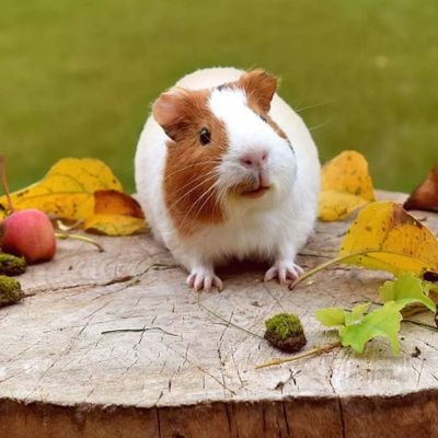 Welcome to @GuineaLove6727
 We share daily #GuineapigContents 
 Follow us if you really love #guineapig