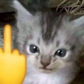 breisblack's profile picture. ?????????????????????