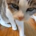 舩山むつみ Funayama Mutsumi 😺 翻訳者/translator (@funayamamutsumi) Twitter profile photo 舩山むつみ Funayama Mutsumi 😺 翻訳者/translator (@funayamamutsumi) Twitter profile photo