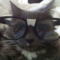 Crimson Dreams (@thechaos_writer) 's Twitter Profile