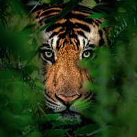 The Royal Bengal Tigress(@RupaMallick0494) 's Twitter Profile Photo