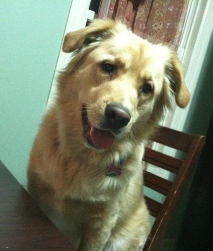 Szultantheman's profile picture. level 35