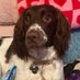 Lily the Springer Spaniel (@lily_spaniel) Twitter profile photo Lily the Springer Spaniel (@lily_spaniel) Twitter profile photo
