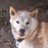 maro_shiba1999
