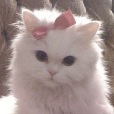 ⠀✧… Whiskers in harmony and angelic grace blend into sweet steps. Cherish the path of @eterneveral, each transaction W/O reimbursement except my pers acc ♡ ༘