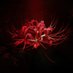 幽玄花 (@higanlycoris) Twitter profile photo 幽玄花 (@higanlycoris) Twitter profile photo