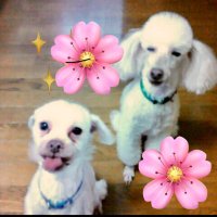 せひろん🌸(@aya3hiro) 's Twitter Profile Photo