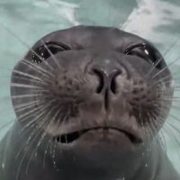 sarcato!!&!_!&! (@sarcato0) 's Twitter Profile