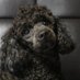 purin (@degenpoodle) Twitter profile photo purin (@degenpoodle) Twitter profile photo