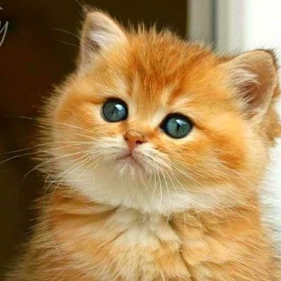 cats1587354's profile picture. animal's lovers