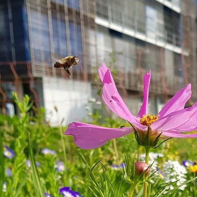 PhD student at Weigelworld