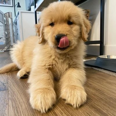 HiEveryone,Welcome to my X account (Golden Retriever Lover)