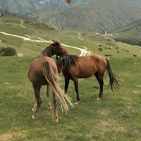 Alsharifah (@alsharifah0) 's Twitter Profile