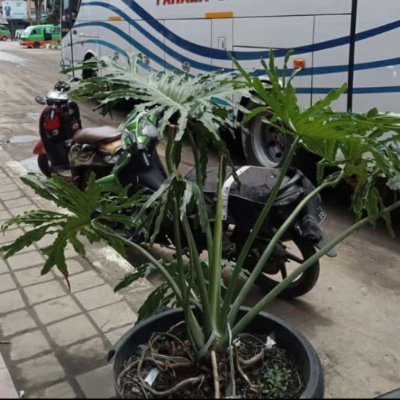 roisfirmansah3's profile picture. 