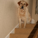 Helen Barratt - @HelenLouiseBee - Twitter