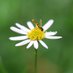 Flore 🇫🇷🇫🇷🇫🇷🌿🕊 (@twittdeflo) Twitter profile photo Flore 🇫🇷🇫🇷🇫🇷🌿🕊 (@twittdeflo) Twitter profile photo