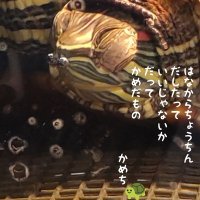 てぃお&かめち＆かめたの母🐢🐢🍓👑 (@stprkamechi) Twitter profile photo