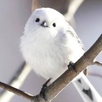 もふもふのシマエナガ (@security_study9) Twitter profile photo