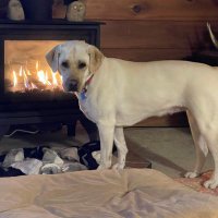 Gary Johnson (@garyjohnso96358) 's Twitter Profile