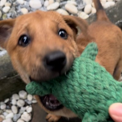 MekPongsathon_R's profile picture. 