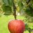 Albury Apples
