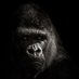 Gorilla Beringei (@GorillaMassa) Twitter profile photo