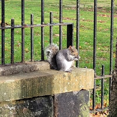 thedutchgopher's profile picture. 