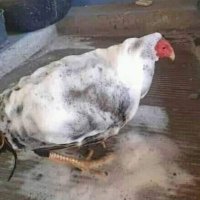 kübra (@gavataejimim) 's Twitter Profile