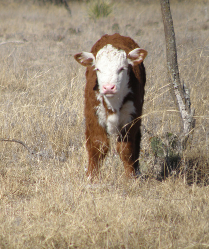 herefords's profile picture. Rancher, Hydrologist, Business Owner