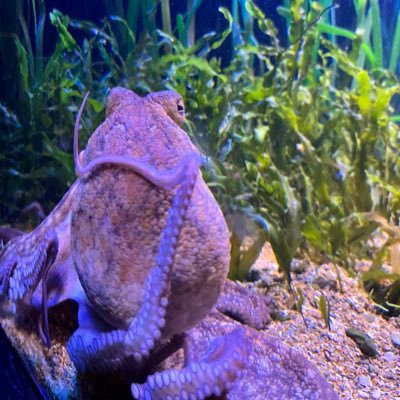 unaloqueta's profile picture. Hasta los cojones, pero con cojones 🙃