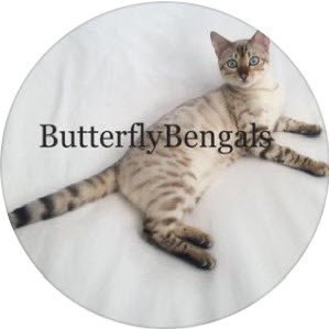 Butterfly Bengals is a TICA family run cattery in Berkshire, United Kingdom (UK) since 2015 breeder of health tested quality Bengal cats and kittens.