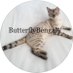 Butterfly Bengals (@ButterflyBengal) Twitter profile photo