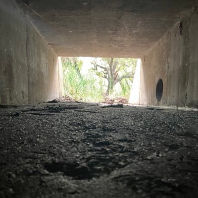 fischshead's profile picture. 