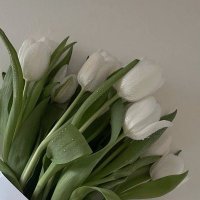 luna (@ecriraine) 's Twitter Profile