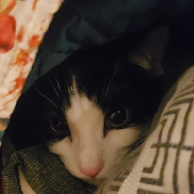 JuniperBeRay's profile picture. They/She/Any

Terminally online, perpetually cozy