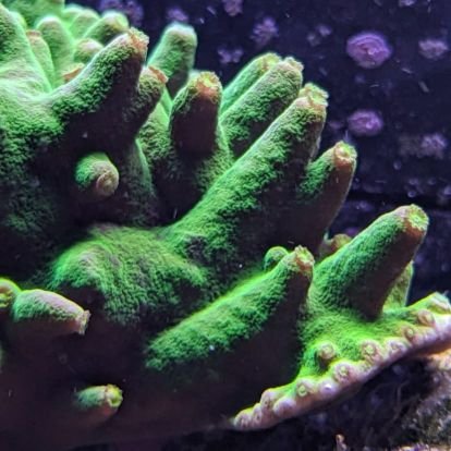I am a coral collector who enjoys coral macro photography. I also do rockets, astrophotography. If you enjoy my work, please consider sharing it with others.