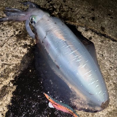 鹿児島県の離島種子島を中心に季節に応じて幅広い釣りを楽しんでいます。メインはエギングです。釣りを楽しみながら投稿頑張ります。自己記録2780g