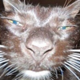 geri8_'s profile picture. art account 
i like to draw c:
esp/eng
*acepto comisiones tradicional y digital
consultas al dm*
*I accept traditional and digital commissions
queries to dm*