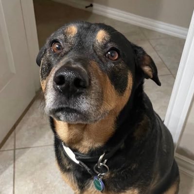 policyNpaws's profile picture. 