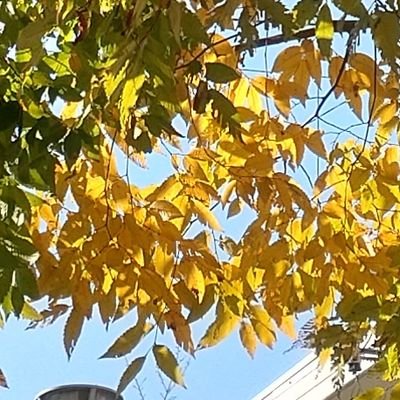 satounoumami's profile picture. 20↑🦌📻
マシュマロ→https://t.co/WmIAC4V4IZ
↓ブルースカイ