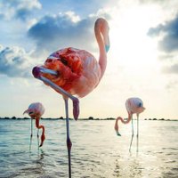 🌿*Priscila 🌿🌿✝️ 🇪🇸🫶🏻 (@cafecitocongri) 's Twitter Profile