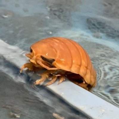 flopcoffin's profile picture. hi i draw for fun. horror and women fan. and lesbian. 아임 백합러