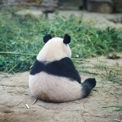 Um panda sem pai nem mãe.
Se não seguir, não tem coração🤨

🤳 Imagens e vídeos de humor encontrados pelas internets.
📷 Direitos de seus respectivos criadores.